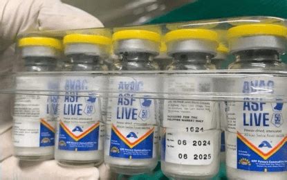 ‘All systems go’: DA to start ASF vaccination in Batangas on Aug. 30.